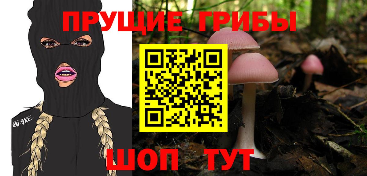 Муром  Псилоцибиновые грибы Cubensis  Вход с VPN 